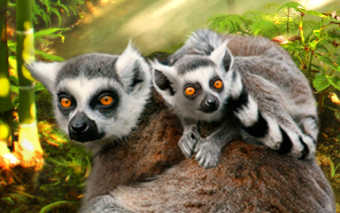 Leaping Lemur Badge - Claire Hart: Secret in the Shadows