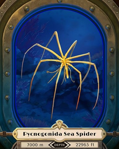 Pycnogonida Sea Spider Deep Sea Creatures Badge - Canasta HD