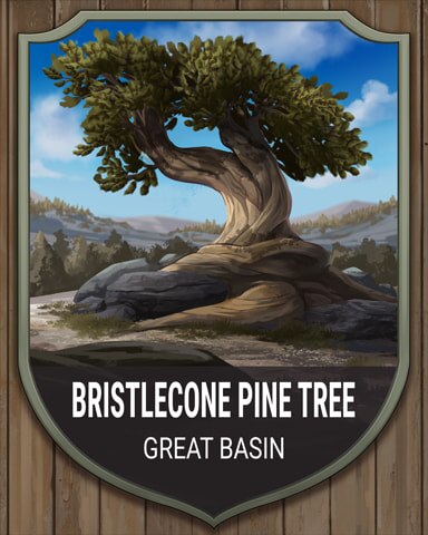 Word Whomp HD Great Basin Bristlecone Pine Tree National Parks Badge