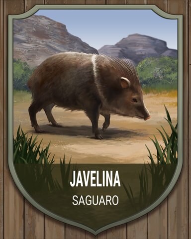 Quinn's Aquarium Saguaro Javelina National Parks Badge