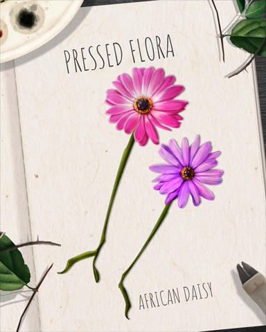 First Class Solitaire HD African Daisy Pressed Flora Badge