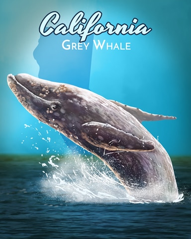 First Class Solitaire HD Grey Whale Wild America Badge