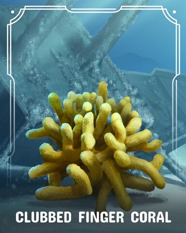 First Class Solitaire HD Clubbed Finger Corals Badge