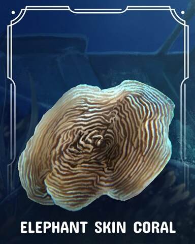 World Class Solitaire HD Elephant Skin Corals Badge