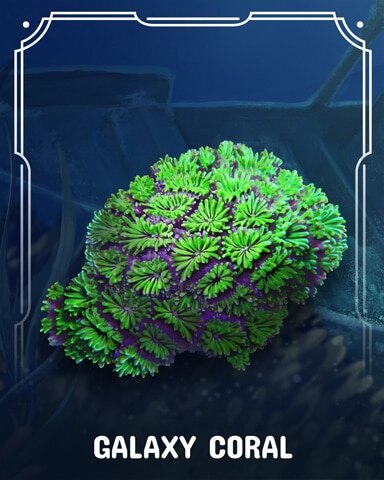 First Class Solitaire HD Galaxy Corals Badge