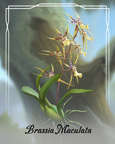 Brassia Maculata Orchid Badge - Jigsaw Treasure Hunter HD