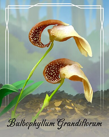 Bulbophyllum Grandiflorum Orchid Badge - Canasta HD