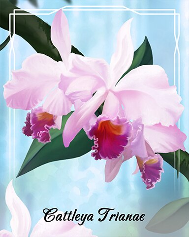 Cattleya Trianae Orchid Badge - Jungle Gin HD