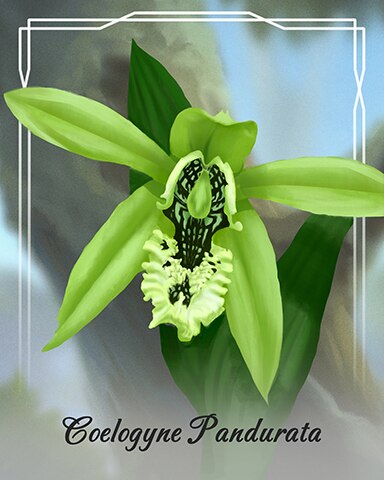Coelogyne Pandurata Orchid Badge - Mahjong Safari HD