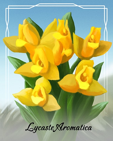 Lycaste Aromatica Orchid Badge - Canasta HD