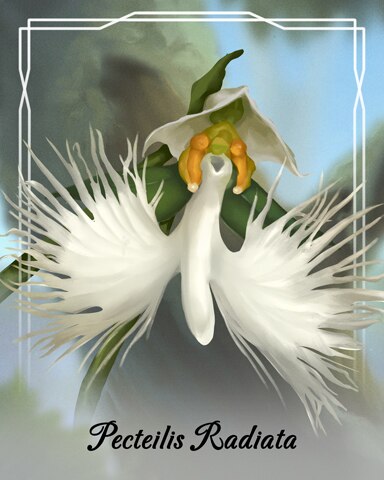 Pecteilis Radiata Orchid Badge - Jungle Gin HD