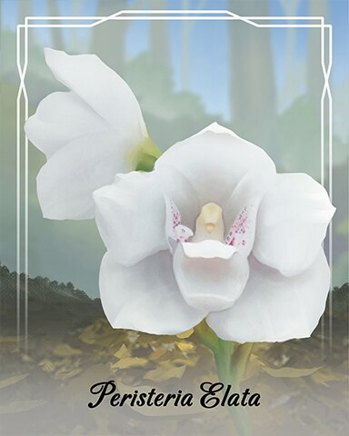 Peristeria Elata Orchid Badge - First Class Solitaire HD