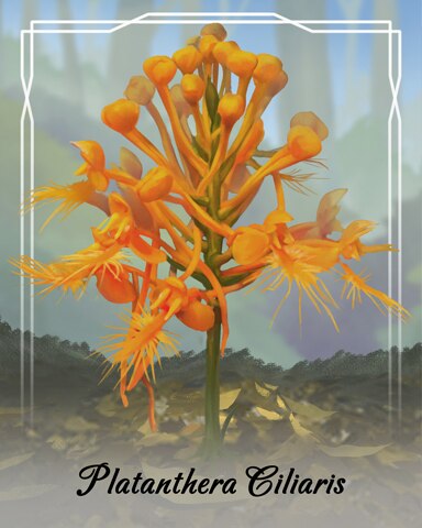 Platanthera Ciliaris Orchid Badge - Tri Peaks Solitaire HD