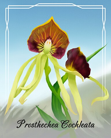 Prosthechea Cochleata Orchid Badge - First Class Solitaire HD
