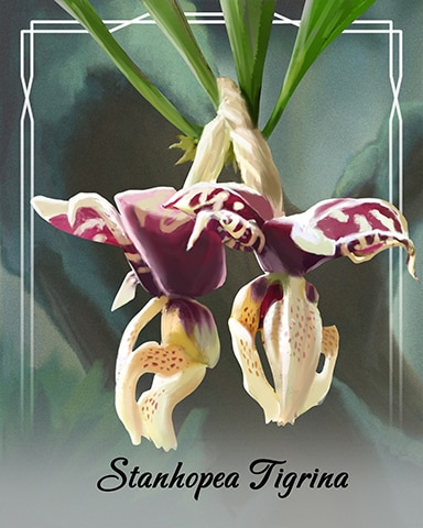 Stanhopea Tigrina Orchid Badge - Spades HD
