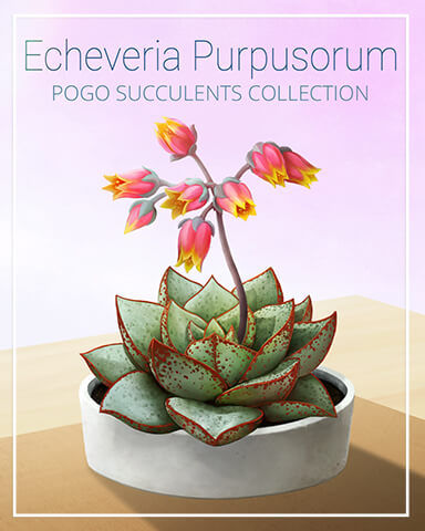 Echeveria Purpusorum Succulent Badge - Payday Freecell HD