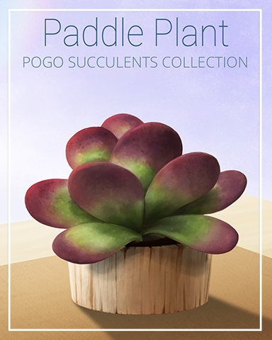 Paddie Plant Succulent Badge - First Class Solitaire HD