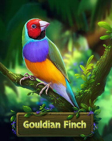 Jungle Gin HD Gouldian Finch Fancy Feathers Badge