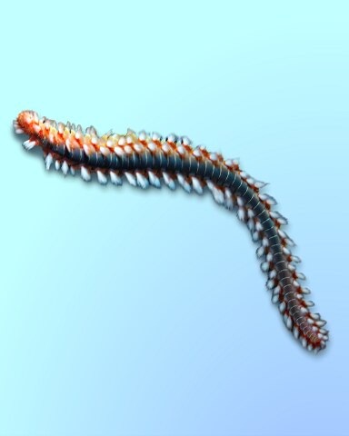 Quinn's Aquarium Fireworm Display Badge