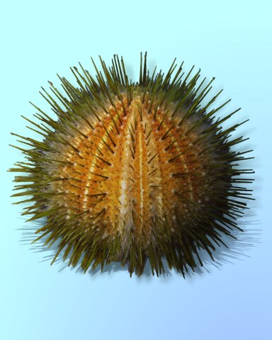 Quinn's Aquarium Sharp Melon Badge