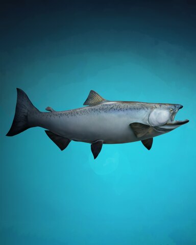 Super Salmon Badge - Quinn's Aquarium