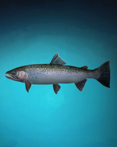 Tenacious Trout Badge - Quinn's Aquarium