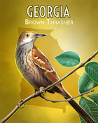 Word Whomp HD Brown Thrasher Badge
