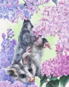 Tri-Peaks Solitaire HD Possum Animals with Blooms Badge