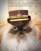 Canasta HD Himalayan Cats In Hats Badge