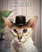 Word Whomp HD Javanese Cats In Hats Badge