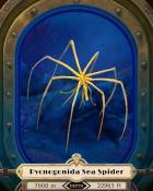 Pycnogonida Sea Spider Deep Sea Creatures Badge - Canasta HD