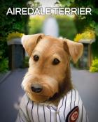 Peggle Blast HD Airedale Terrier Dogs in Disguise Badge