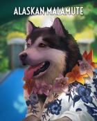 Tri-Peaks Solitaire HD Alaskan Malamute Dogs in Disguise Badge