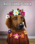 Jet Set Solitaire Rhodesian Ridgeback Dogs in Disguise Badge