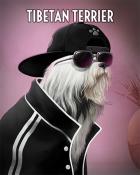 Rainy Day Spider Solitaire HD Tibetan Terrier Dogs in Disguise Badge