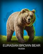 MONOPOLY Sudoku Eurasian Brown Bear National Animals Badge