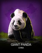 Crossword Cove HD Giant Panda National Animals Badge