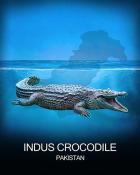First Class Solitaire HD Indus Crocodile National Animals Badge