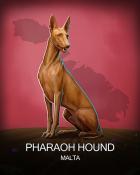Aces Up! HD Pharoah Hound National Animals Badge