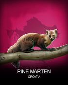 Canasta HD Pine Marten National Animals Badge