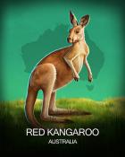 Mahjong Safari HD Red Kangaroo National Animals Badge