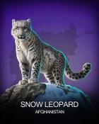 Sweet Tooth Town Snow Leopard National Animals Badge