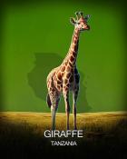 Spades HD Giraffe National Animals Badge