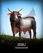 First Class Solitaire HD Zebu National Animals Badge