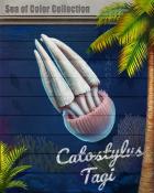 Catostylus Tagi Jellyfish Sea of Color Badge - Jungle Gin HD