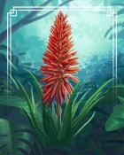 Thousand Island Solitaire HD Aloe Vera Tropical Flowers Badge