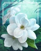 Arabian Jasmine Tropical Flowers Badge - First Class Solitaire HD
