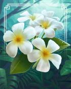 Tri-Peaks Solitaire HD Plumeria Tropical Flowers Badge