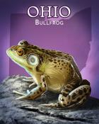 Rainy Day Spider Solitaire HD Bullfrog Wild America Badge