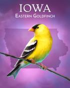 World Class Solitaire HD Eastern Goldfinch Wild America Badge